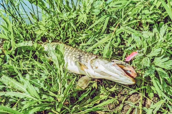 Pesca Descanso Rural Contexto Sobre Tema Recreación —  Fotos de Stock