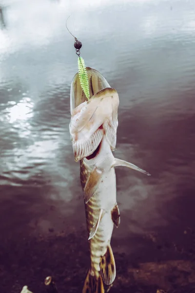 Pesca Lúcio Lago — Fotografia de Stock