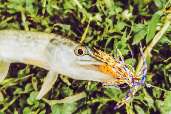 Pesca Lago Natureza Recreação Fundo — Fotografia de Stock