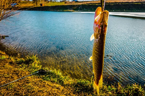 Пайк Рыбалка Озере Спортивная Рыбалка Активный Отдых — стоковое фото