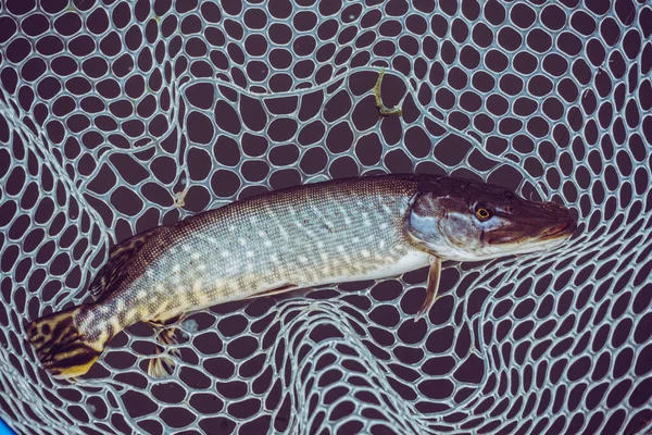 Pike Rybaření Jezeře — Stock fotografie