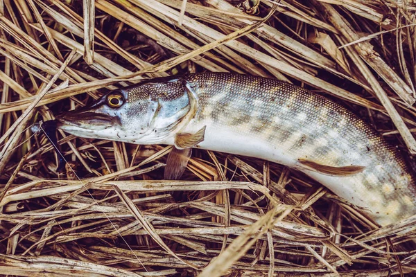 Pesca Sport Ricreazione Sfondo — Foto Stock