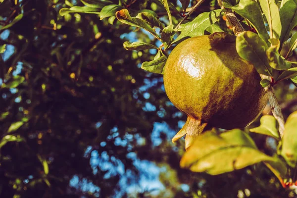 Buah Delima Hijau Pohon — Stok Foto