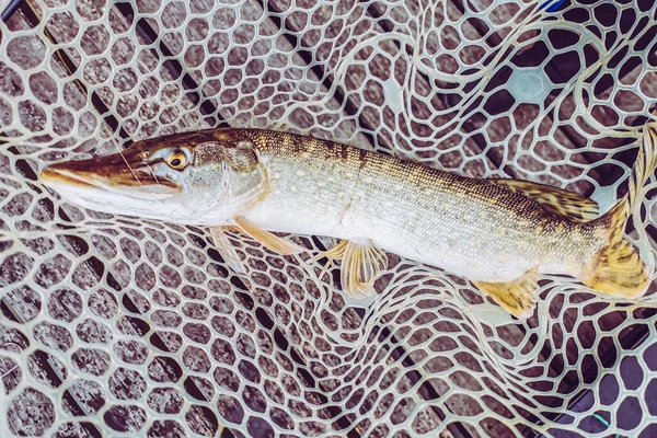 Pesca Descanso Rural Antecedentes Sobre Tema Recreação — Fotografia de Stock