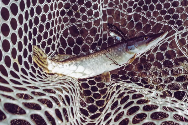 Pesca Lucio Lago — Foto de Stock