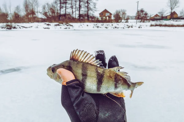 Pesca Sobre Fondo Hielo — Foto de Stock