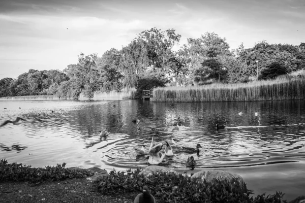 Bellissimo Laghetto Cittadino Copenaghen — Foto Stock