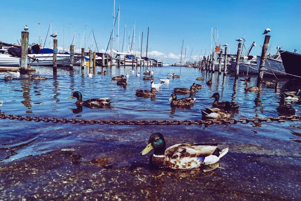 Dänemark Kopenhagen Und Das Meer — Stockfoto