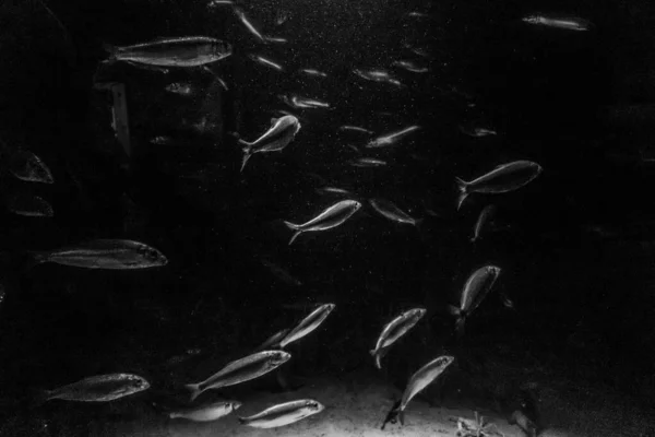 Beau Monde Sous Marin Algues Marines Poissons — Photo