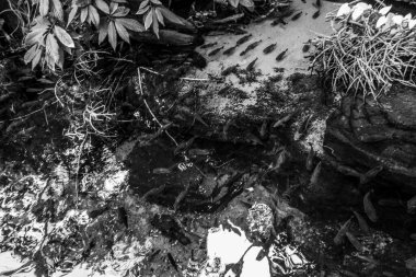 Balık yosunlarının güzel sualtı dünyası