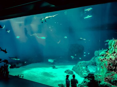 Balık yosunlarının güzel sualtı dünyası