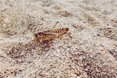 Çekirge kumsalda oturuyor.