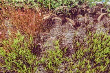 Deniz kenarındaki güzel resort peyzaj