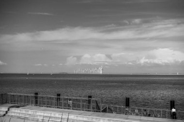 Balık yosunlarının güzel sualtı dünyası