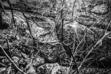 Balık yosunlarının güzel sualtı dünyası