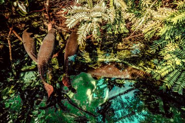 Balık yosunlarının güzel sualtı dünyası