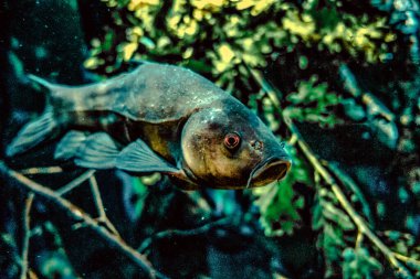 Balık yosunlarının güzel sualtı dünyası