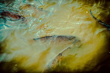 Kopenhag 'daki Güzel Rosenborg Kalesi