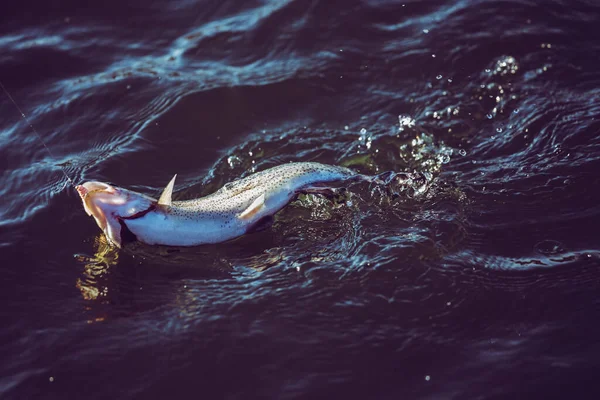 Pesca Truta Lago — Fotografia de Stock