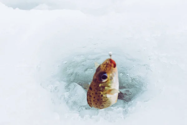 Invierno Hielo Pesca Fondo — Foto de Stock