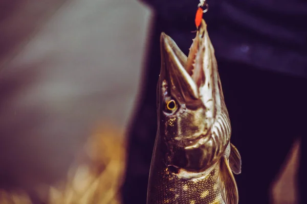 Pike Fishing Lake Fishing Recreation — Stock Photo, Image