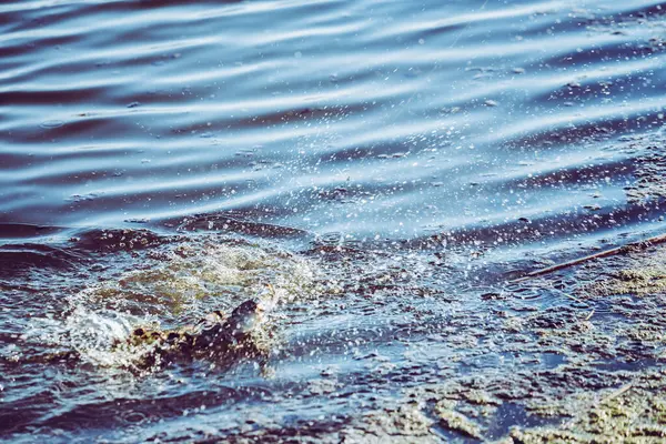 Pesca Lúcio Lago Recreação Pesca — Fotografia de Stock