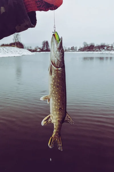 Pike Fishing Lake Fishing Recreation — Stock Photo, Image