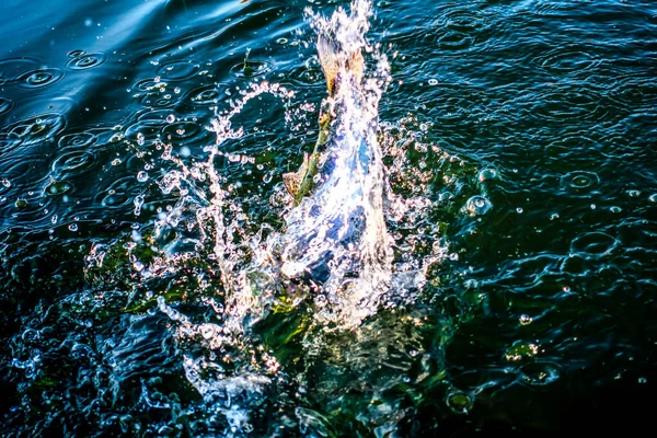 湖でのマス釣り スポーツフィッシング アウトドアアクティビティ — ストック写真