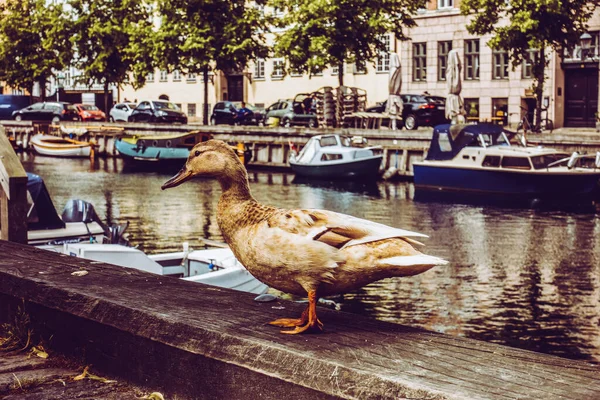 Copenhague Dinamarca Julio 2019 Famoso Christianshavn Con Coloridos Edificios Barcos — Foto de Stock