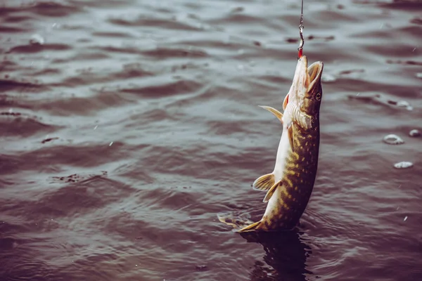 Pesca Lúcio Lago Recreação Pesca — Fotografia de Stock