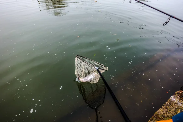 Pesca Truchas Lago Pesca Deportiva Actividades Aire Libre — Foto de Stock