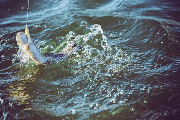 Pesca Alla Trota Sul Lago — Foto Stock