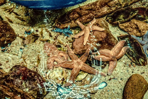 Красивий Підводний Світ Моря Рибних Водоростей — стокове фото