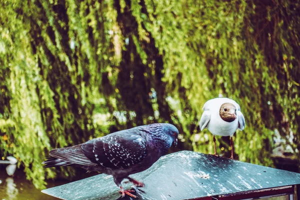 Schöner Grüner Park Kopenhagen — Stockfoto