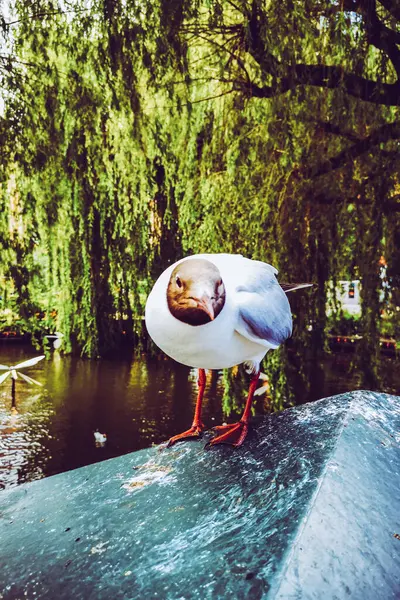 哥本哈根的街道和景点 去哥本哈根的旅行 — 图库照片