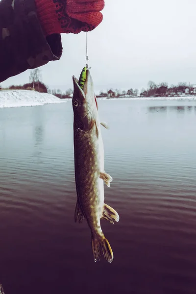 Pike Fishing Lake Fishing Recreation — Stock Photo, Image