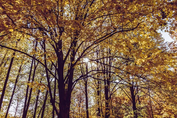 Wspaniała Jesień Pięknym Historycznym Parku — Zdjęcie stockowe