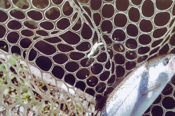 Pêche Truite Dans Lac Pêche Loisirs — Photo