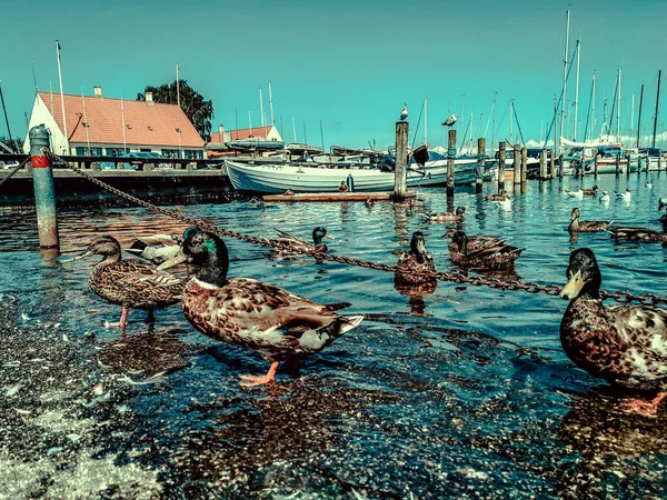 Dänemark Kopenhagen Und Das Meer — Stockfoto