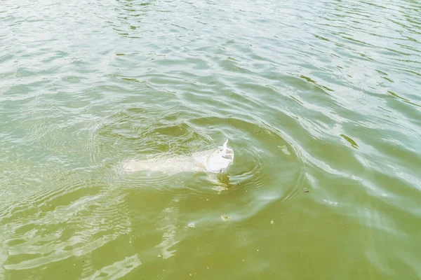 Öring Fiske Sjön Fiske Rekreation — Stockfoto