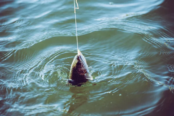 Τράουτ Αλιεία Στη Λίμνη — Φωτογραφία Αρχείου