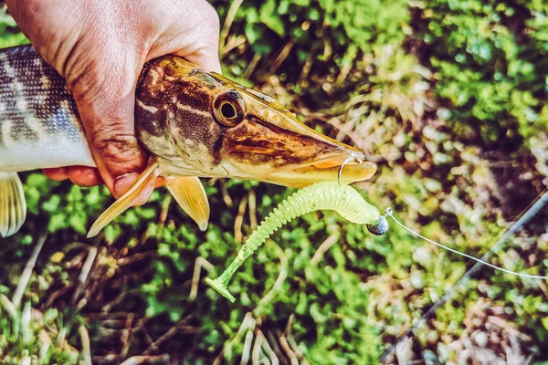 Pesca Riposo Campagna Contesto Sul Tema Della Ricreazione — Foto Stock