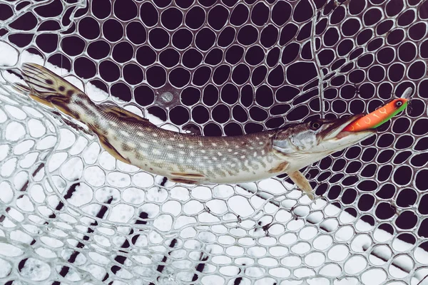 Pesca Lúcio Lago Recreação Pesca — Fotografia de Stock