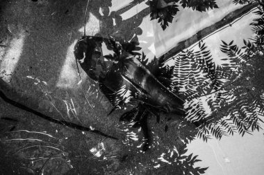 Balık yosunlarının güzel sualtı dünyası