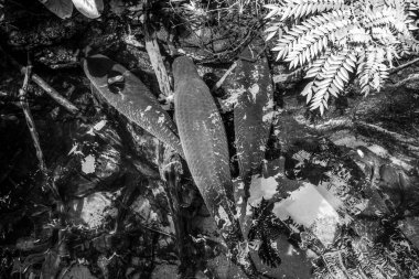 Balık yosunlarının güzel sualtı dünyası