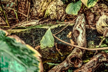 Balık yosunlarının güzel sualtı dünyası