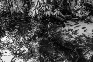 Balık yosunlarının güzel sualtı dünyası