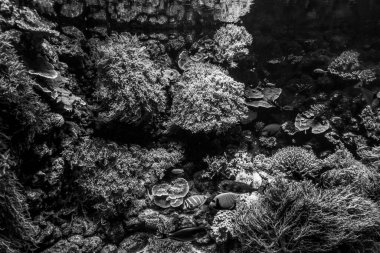 Balık yosunlarının güzel sualtı dünyası