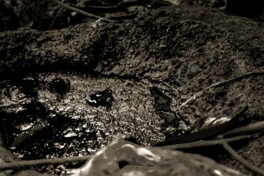 Balık yosunlarının güzel sualtı dünyası