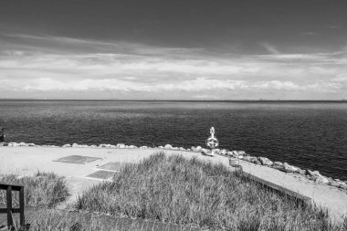 Balık yosunlarının güzel sualtı dünyası